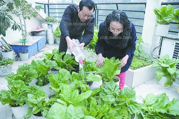 阳台盆栽蔬菜图片及种植方法