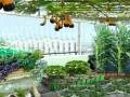 阳台盆栽蔬菜图片及种植方法