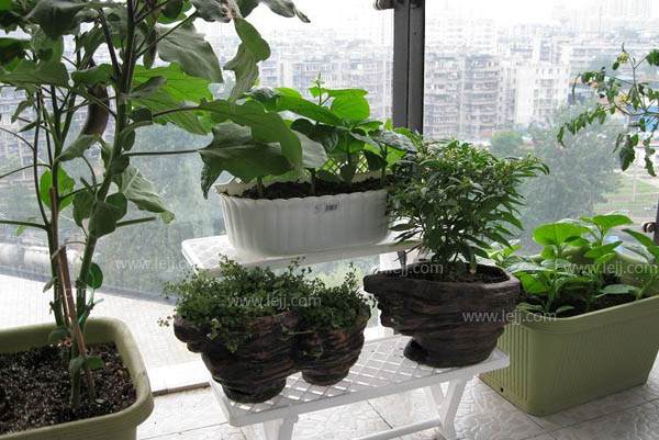 家里阳台盆栽蔬菜怎么种