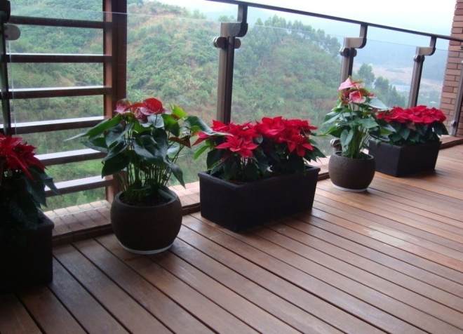 阳台盆栽一品红的养殖方法和注意事项