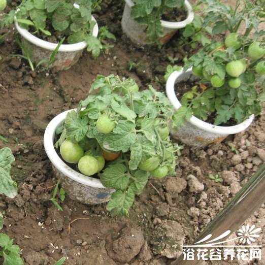 沪现升级版阳台菜园：蔬菜盆栽