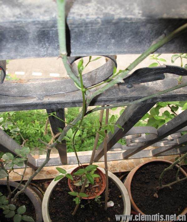 新手阳台盆栽小铁和藤月混养