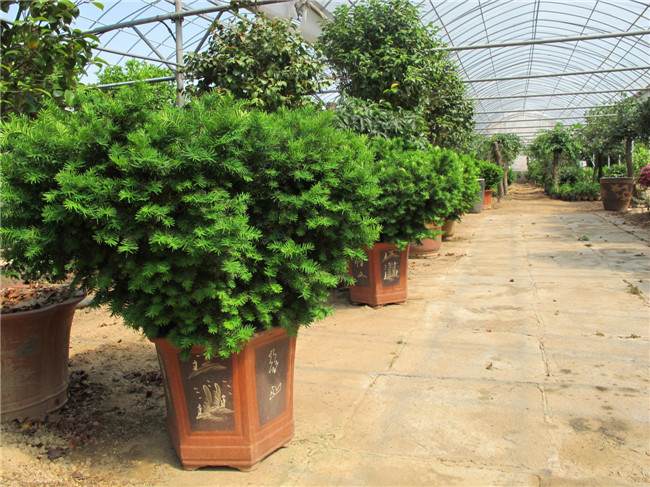 曼地亚红豆杉的特点药用价值高 循环采收 长期受益