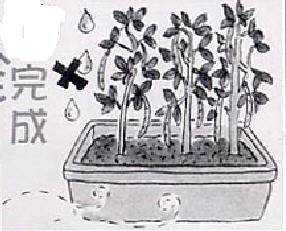 怎么在阳台种植盆栽发芽的方法 图片