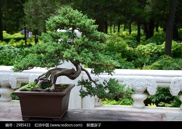 鸟梨盆景跨越海峡落户上海植物园