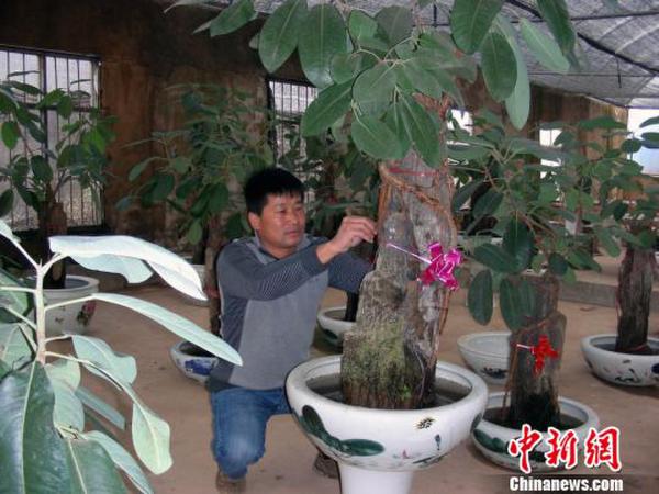 湖北黄梅县园林工人回乡创业 工业废料变万元盆景