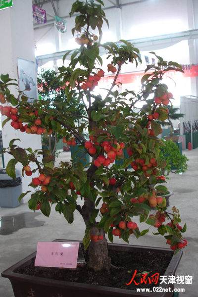 盆栽展品：冬红果