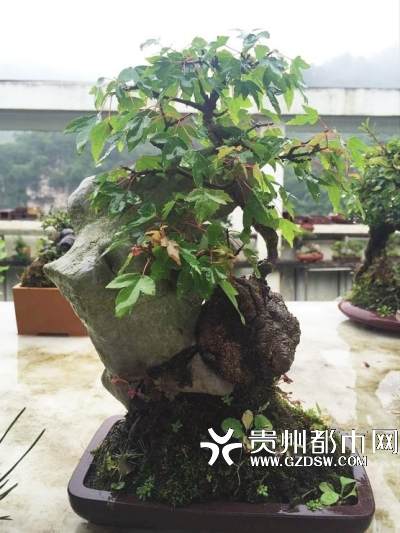 广州启幕的2015国际盆景大会