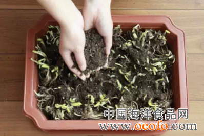 图解 盆栽韭菜怎么发芽种植的方法