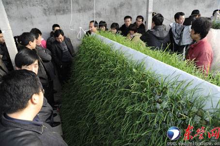北京高价盆栽韭菜令人望而兴叹
