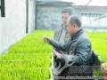 微信朋友圈1个月卖了400多盆盆栽韭菜