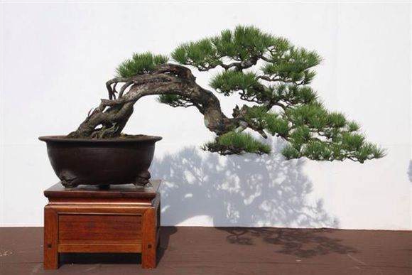 2013年国际盆景大会放在独具中国韵味的古城扬州举办
