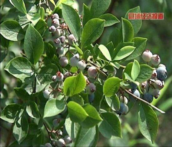 上海金山：蓝莓做盆景身价成倍涨