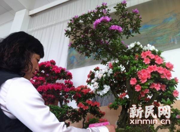 上海：杜鹃花展推出盆景精品展 百岁杜鹃颜如妙龄美女