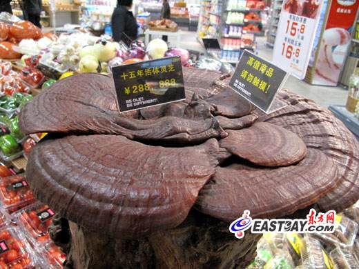 上海盆景食用菌超市大卖 灵芝王标价28万