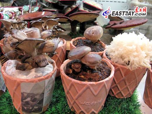 上海盆景食用菌超市大卖 灵芝王标价28万