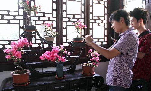 上海古猗园杜鹃盆景展助兴首个中国旅游日