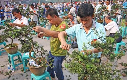 重庆盆景高手荟萃观音桥比技艺(图)