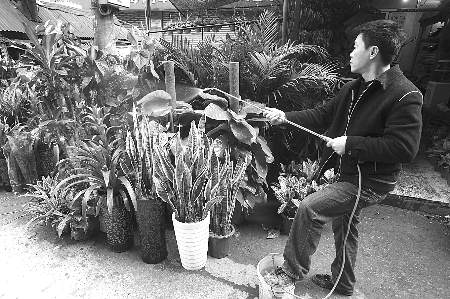 昨日，鲁祖庙花市，商贩在给盆栽植物浇水