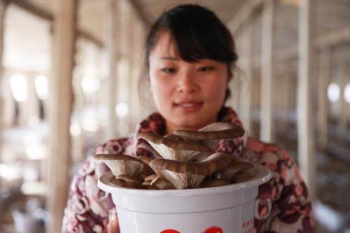 #（经济）（1）河北丰宁盆景蘑菇俏销市场