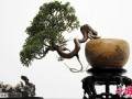 2010中国南京国际盆栽协会盆景精品展30日开幕