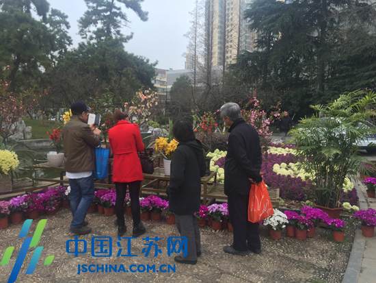 南京莫愁湖公园海棠盛开 市民可报名参加盆景制作