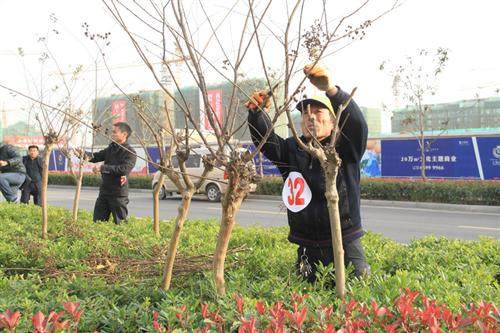 2013年徐州市园林绿化岗位盆景技能竞赛