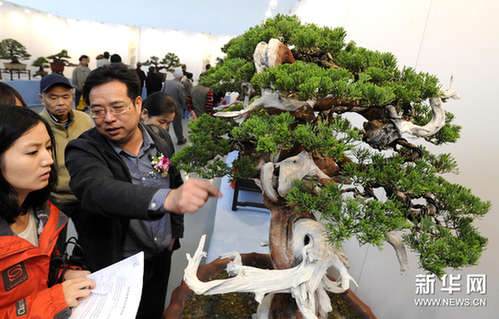 11月8日，在苏州美术馆举行的苏派盆景双年展展厅，一名盆景工艺师（左二）介绍一件获金奖的台湾真柏盆景作品。新华网图片 王建中 摄