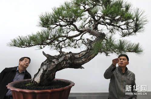 11月8日，盆景爱好者在苏州美术馆观赏展出的“赤柏”苏派盆景作品。新华网图片 王建中 摄