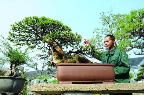 昨天，虎丘山盆景技师在养护全国金奖作品“醉玉颓山”。