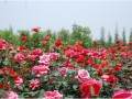 叶县任店镇种植盆景月季 每盆售价一两万元
