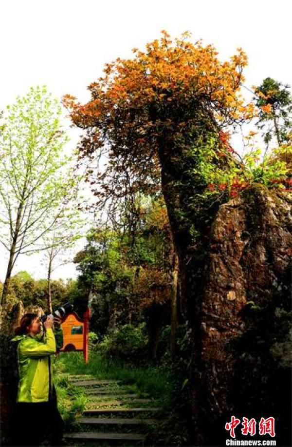 广安华蓥山精美绝伦的天然盆景吸引众游客观赏