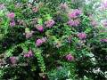 拙政园150余年树龄的紫薇老桩盆景进入观赏期
