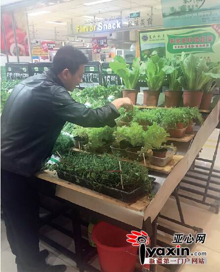 乌鲁木齐市超市卖盆栽蔬菜能吃可观赏