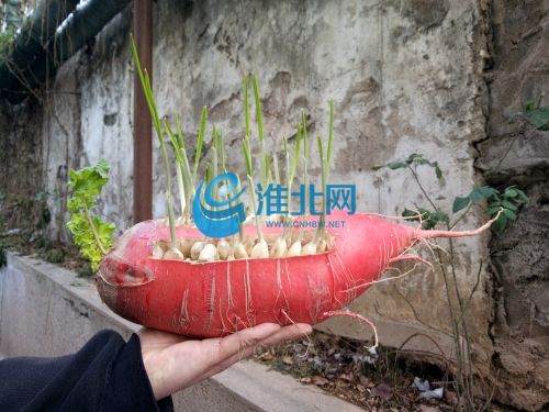 淮北市民在8斤半重的萝卜上种蒜苗 当成盆景观赏