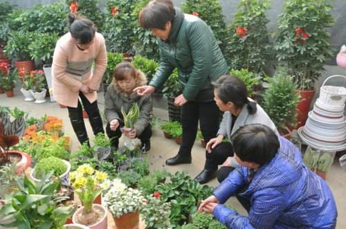 海陵区城东街道开展盆景种植技能培训