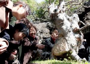扬州：百岁榆树盆景“长出”了石头