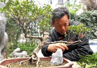 记者探访康乐社区花木盆景达人