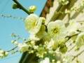 扬州郊堡城村培植出绿色梅花盆景