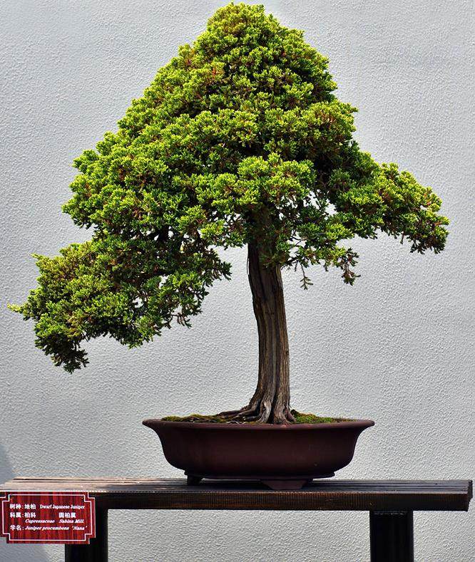 扬州居民游玩捡个树根栽成国标盆景