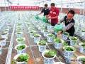 大学生村官刘建平等正在养护盆景草莓苗