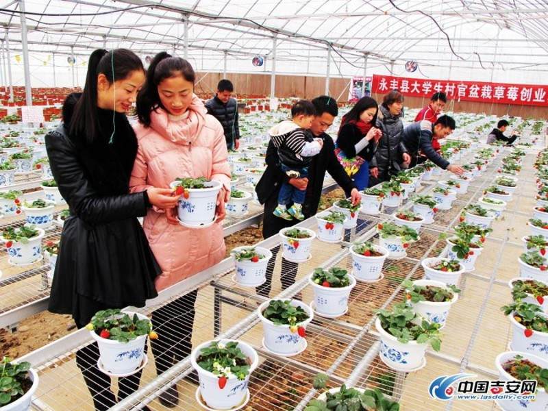 永丰县大学生村官培育草莓盆景喜获丰收