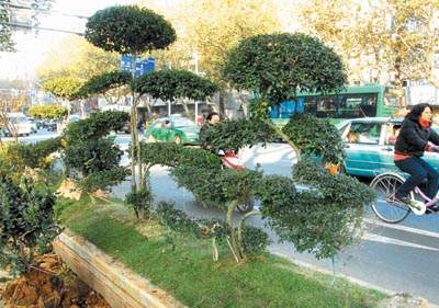 南京：盆景造型引入街头绿岛