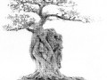 旱式树石盆景制作方法及步骤 图片