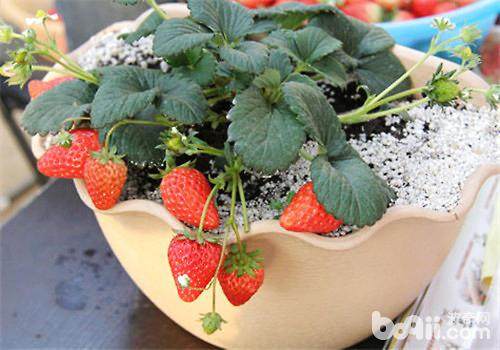 由“盆景草莓”想到的致富之道