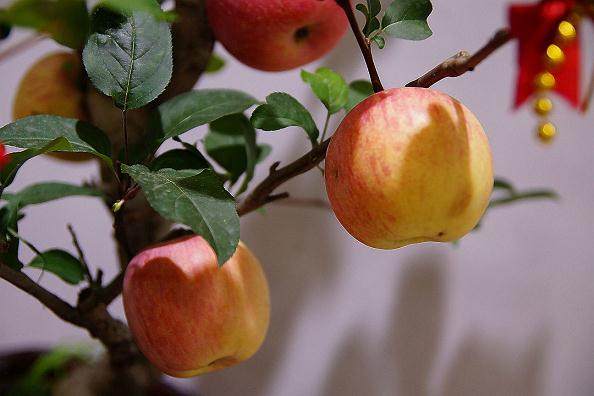 苹果盆景颇受漳州市民欢送喜爱