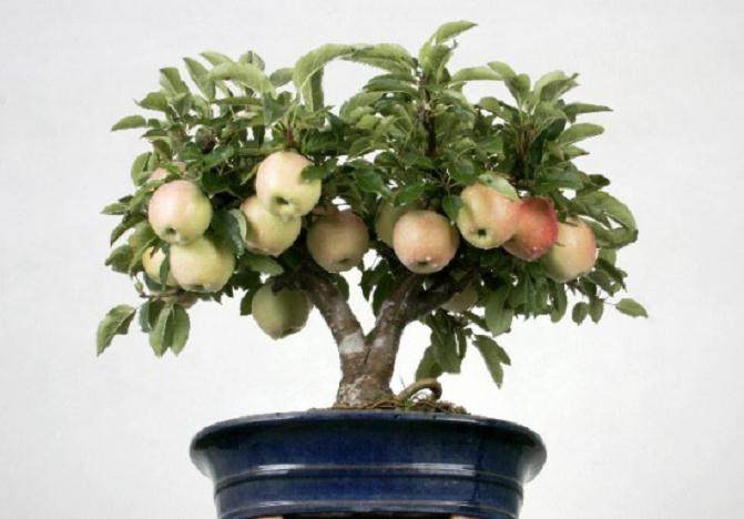 学习制作苹果盆景 一盆能卖几百上千元