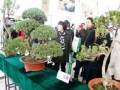 第二届如皋盆景艺术节于2002年10月底在江苏如皋市举行