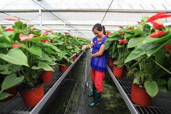 海南花卉盆景产值超过10亿