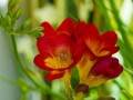 室内花卉盆栽植物可以长期用营养液吗？